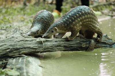 Pangolin listed among most trafficked wildlife
