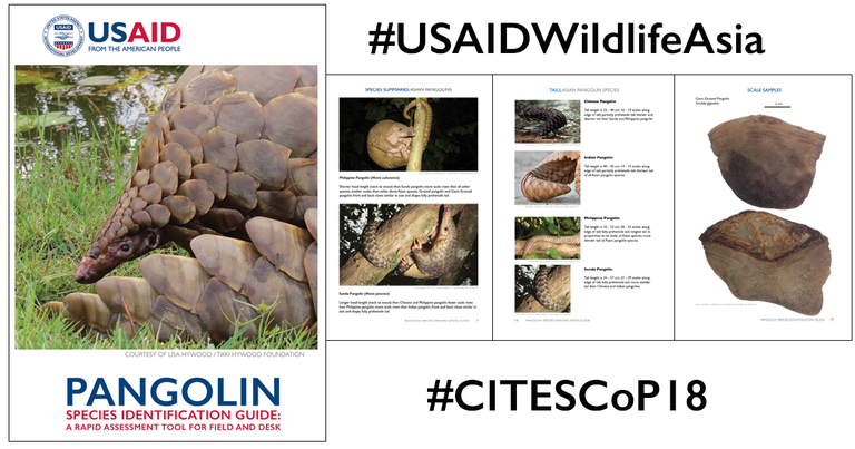 usaid-s-pangolin-species-identification-guide-is-now-widely-used-by-law