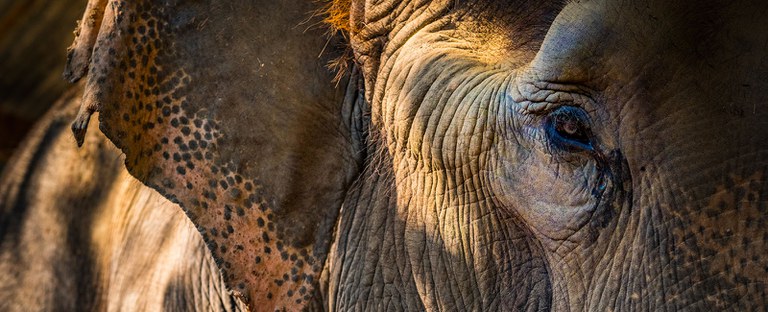 Elephant Closeup